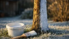 Obstbäume weiß streichen: wann der Kalkanstrich im Winter wirklich schützt