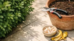 Warum dein Duftjasmin nicht blüht: die häufigsten Ursachen und schnelle Checks