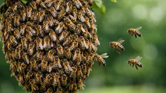 Wie ein Bienenschwarm entscheidet: Schwänzeltanz, Quorum und erstaunlich gute Teamarbeit