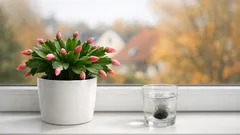 Weihnachtskaktus blüht nicht? So bringst du Schlumbergera im Herbst sicher zur Knospenbildung